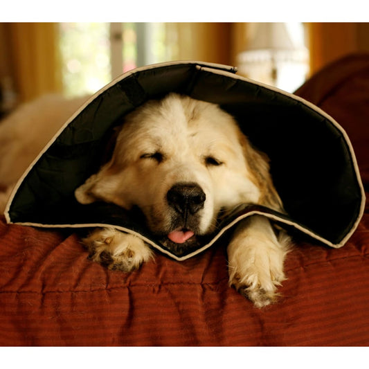 All Four Paws Pet E-collar Comfy Cone XXL 37.5 cm Black