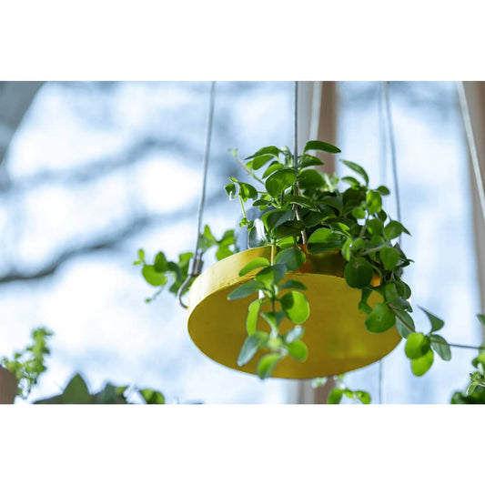Esschert Design Hanging Plant Tray Round Gold S